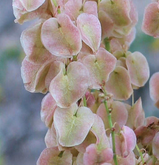  Rumex hymenosepalus